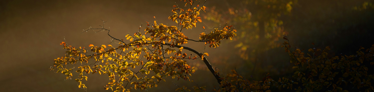 Ultimae Autumn Sales | Until November 13, 2025