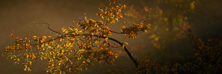 Ultimae-Autumn-Sales-2025-focus