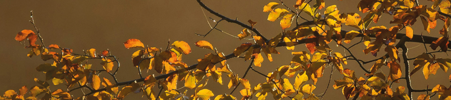 Ultimae-Autumn-Sales-2025-news