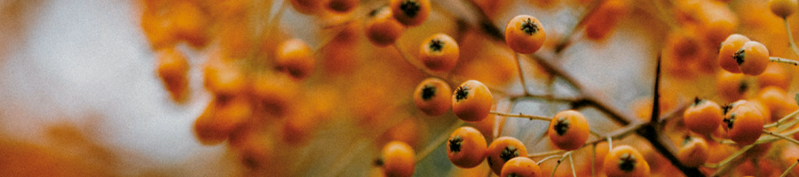 ultimae-Autumn-Sales-2025-last-days-news