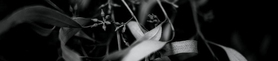 new-year-wishes-2026-Ultimae