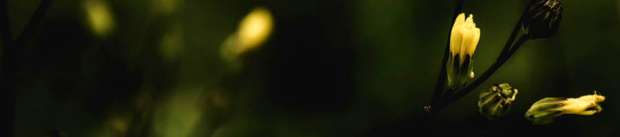 Bandcamp-Friday-May-2026-news